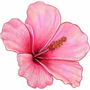 Vignette hibiscus - (1)