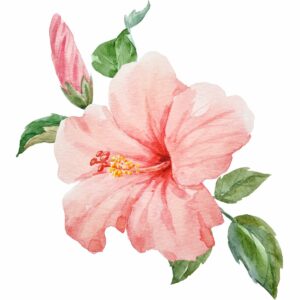 Vignette hibiscus - (2)