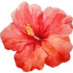 Vignette hibiscus - (3)