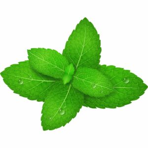Vignette menthe